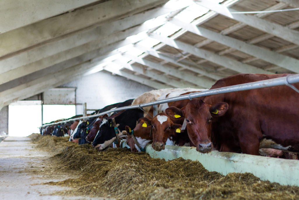 Cows in a shed - Bovine TB