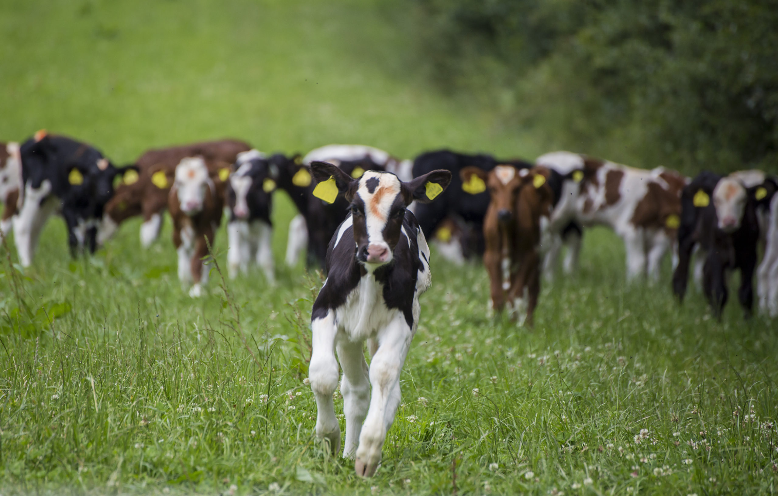Calves in the field - TB Hub