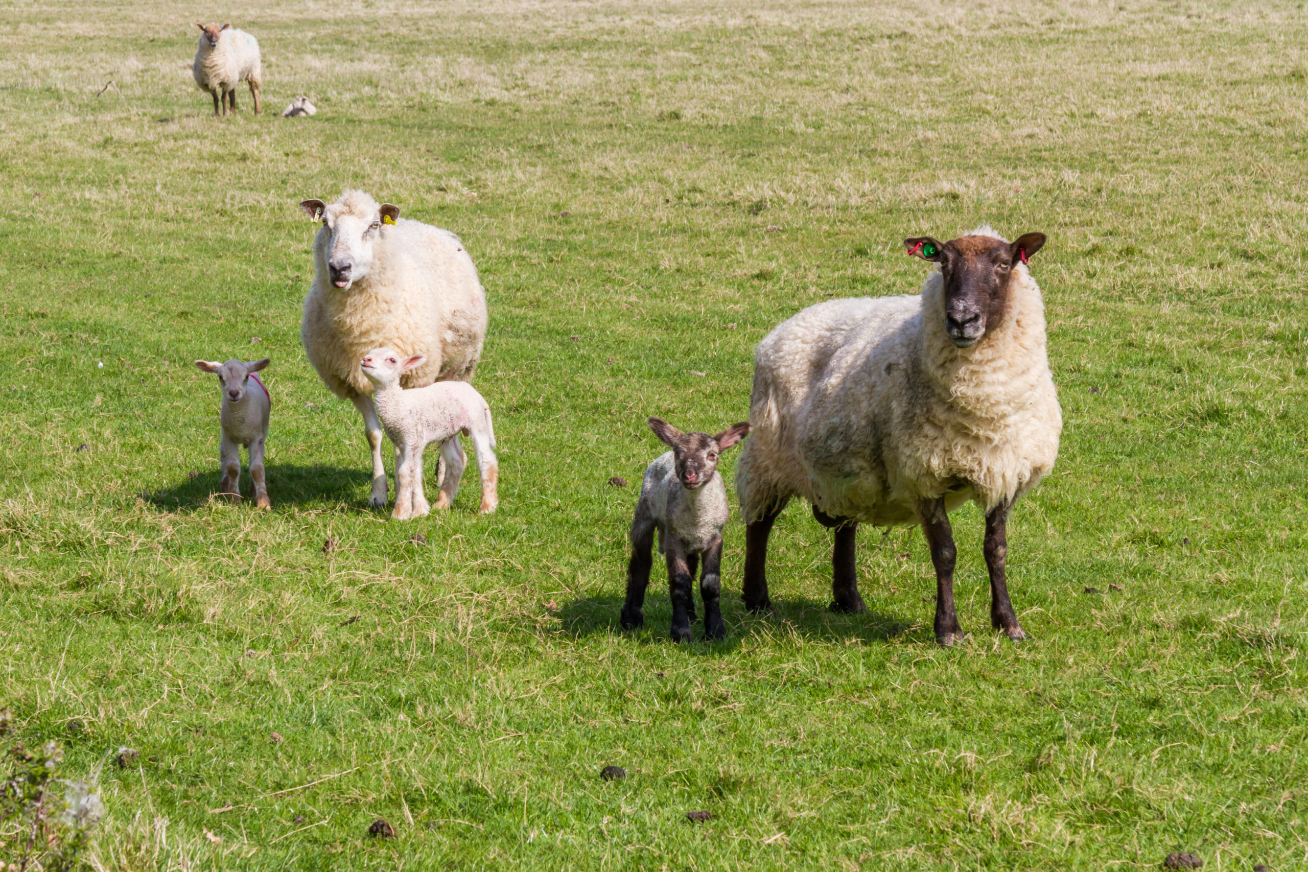 Ewe and lambs - Bovine TB