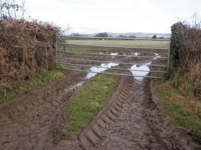 Muddy tractor track showing access point for badgers under a gate - Bovine TB